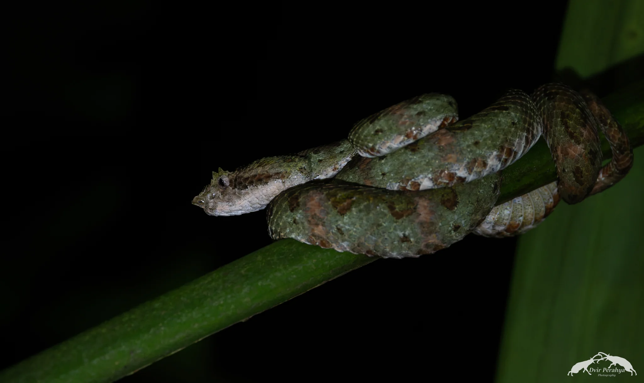 Costa Rica Wildlife